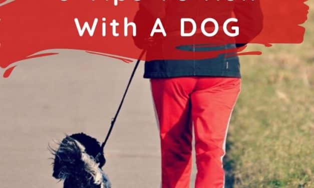 5 Tips to Run With A Dog