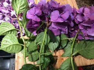 How to Cut Hydrangea Blooms & Keep From Wilting - Staying Close To Home