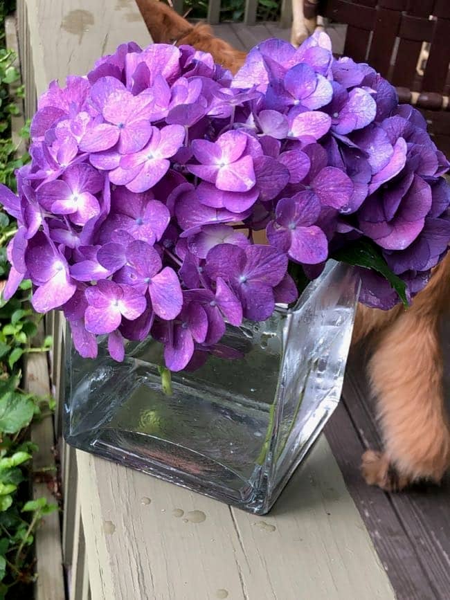 How to Cut Hydrangea Blooms