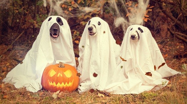 dogs-on-halloween